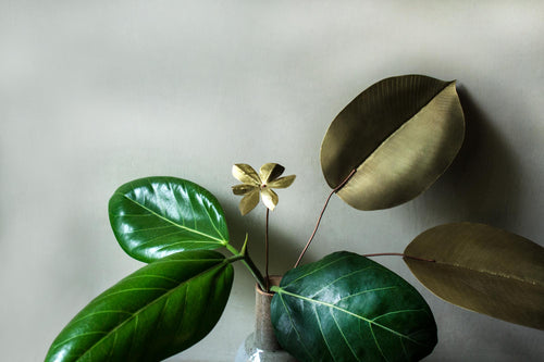 Rubber Bush Leaves - set of 2